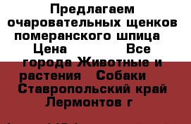 Предлагаем очаровательных щенков померанского шпица › Цена ­ 15 000 - Все города Животные и растения » Собаки   . Ставропольский край,Лермонтов г.